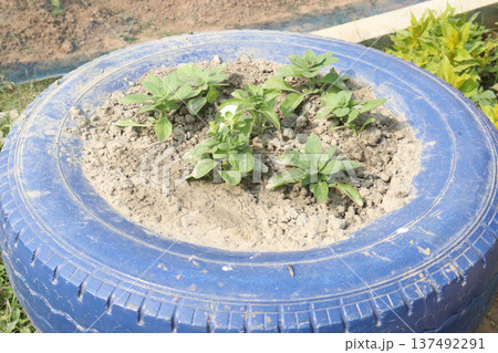 Petunia axillaris flower plant on pot 137492291