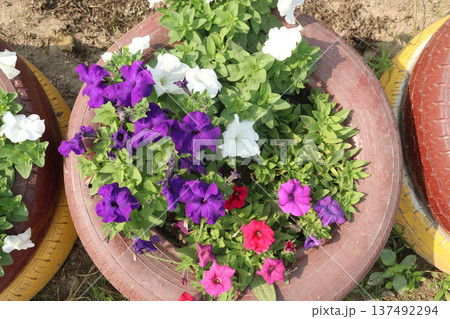 Petunia axillaris flower plant on pot 137492294