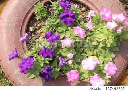 Petunia axillaris flower plant on pot Petunia axillaris flower plant on pot 137492295