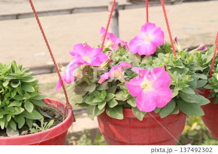 Petunia axillaris flower plant on pot 137492302
