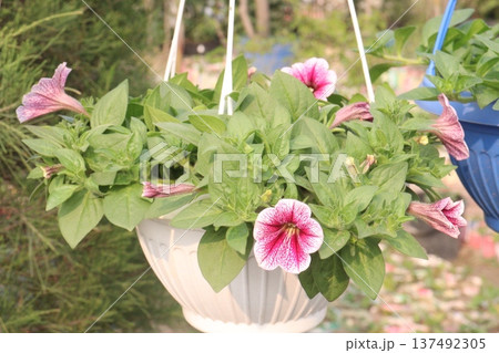 Petunia axillaris flower plant on pot Petunia axillaris flower plant on pot 137492305