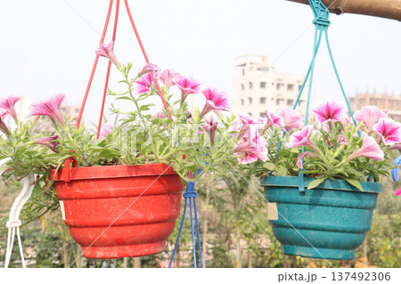 Petunia axillaris flower plant on pot 137492306