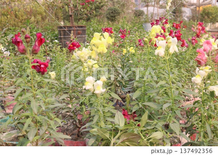 snapdragon, Antirrhinum, dragon flower, toadflax, dog flower plant 137492356
