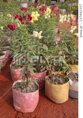 snapdragon, Antirrhinum, dragon flower, toadflax, dog flower plant snapdragon, Antirrhinum, dragon flower, toadflax, dog flower plant 137492357