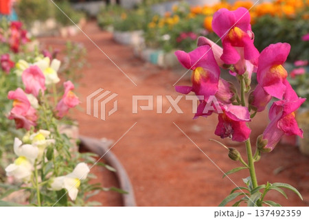 snapdragon, Antirrhinum, dragon flower, toadflax, dog flower plant snapdragon, Antirrhinum, dragon flower, toadflax, dog flower plant 137492359