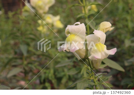 snapdragon, Antirrhinum, dragon flower, toadflax, dog flower plant snapdragon, Antirrhinum, dragon flower, toadflax, dog flower plant 137492360