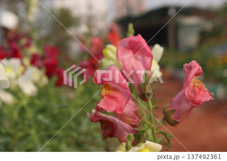 snapdragon, Antirrhinum, dragon flower, toadflax, dog flower plant snapdragon, Antirrhinum, dragon flower, toadflax, dog flower plant 137492361
