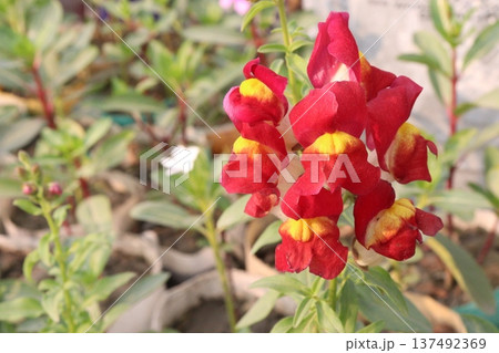 snapdragon, Antirrhinum, dragon flower, toadflax, dog flower plant snapdragon, Antirrhinum, dragon flower, toadflax, dog flower plant 137492369