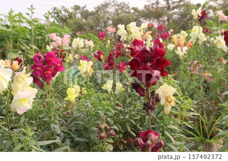 snapdragon, Antirrhinum, dragon flower, toadflax, dog flower plant snapdragon, Antirrhinum, dragon flower, toadflax, dog flower plant 137492372