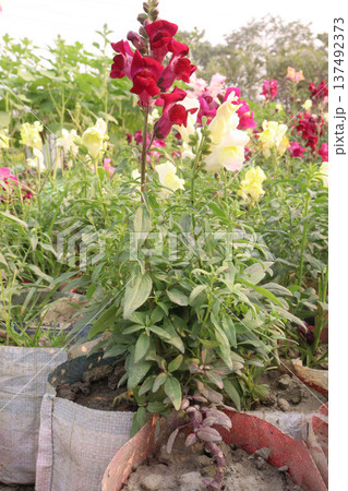 snapdragon, Antirrhinum, dragon flower, toadflax, dog flower plant 137492373