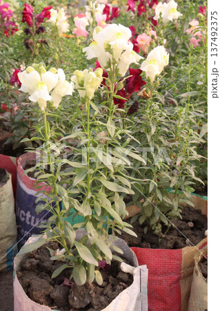 snapdragon, Antirrhinum, dragon flower, toadflax, dog flower plant snapdragon, Antirrhinum, dragon flower, toadflax, dog flower plant 137492375