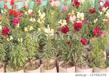 snapdragon, Antirrhinum, dragon flower, toadflax, dog flower plant snapdragon, Antirrhinum, dragon flower, toadflax, dog flower plant 137492378