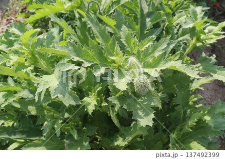 Hollyhocks or Alcea flower plant on farm for harvest 137492399