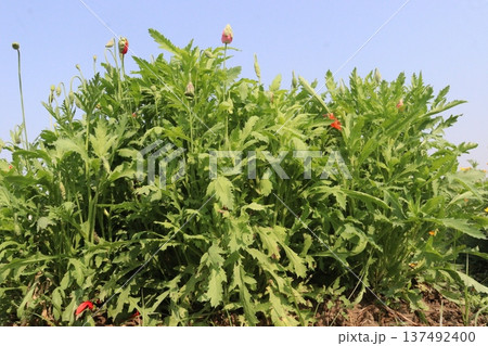 Hollyhocks or Alcea flower plant on farm for harvest Hollyhocks or Alcea flower plant on farm for harvest 137492400