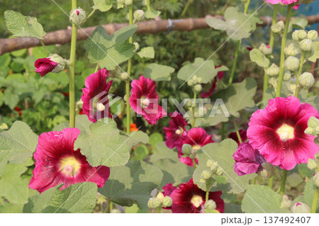 Hollyhocks or Alcea flower plant on farm for harvest Hollyhocks or Alcea flower plant on farm for harvest 137492407