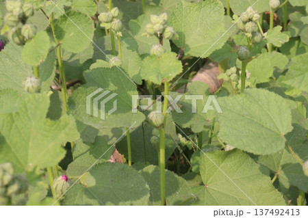 Hollyhocks or Alcea flower plant on farm for harvest 137492413