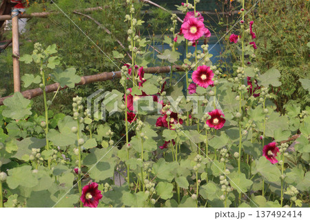 Hollyhocks or Alcea flower plant on farm for harvest 137492414