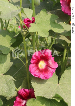 Hollyhocks or Alcea flower plant on farm for harvest Hollyhocks or Alcea flower plant on farm for harvest 137492416