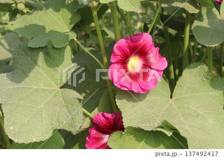 Hollyhocks or Alcea flower plant on farm for harvest Hollyhocks or Alcea flower plant on farm for harvest 137492417