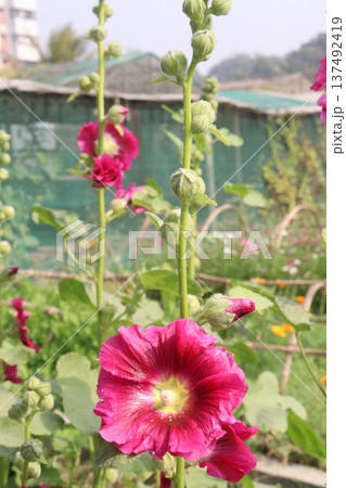 Hollyhocks or Alcea flower plant on farm for harvest Hollyhocks or Alcea flower plant on farm for harvest 137492419