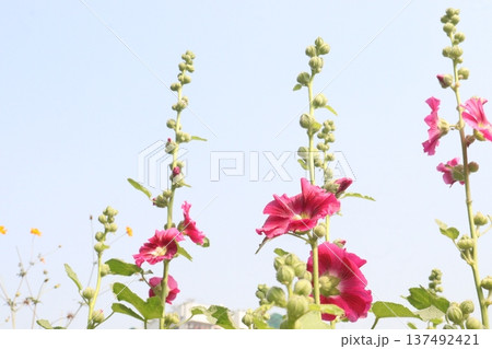 Hollyhocks or Alcea flower plant on farm for harvest Hollyhocks or Alcea flower plant on farm for harvest 137492421
