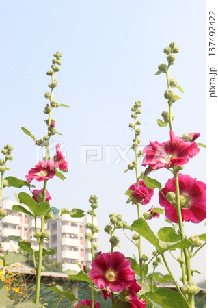 Hollyhocks or Alcea flower plant on farm for harvest Hollyhocks or Alcea flower plant on farm for harvest 137492422