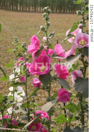 Hollyhocks or Alcea flower plant on farm for harvest 137492432