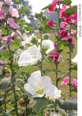 Hollyhocks or Alcea flower plant on farm for harvest Hollyhocks or Alcea flower plant on farm for harvest 137492434