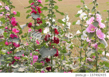 Hollyhocks or Alcea flower plant on farm for harvest Hollyhocks or Alcea flower plant on farm for harvest 137492435