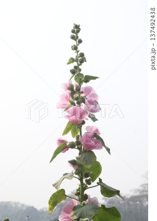Hollyhocks or Alcea flower plant on farm for harvest Hollyhocks or Alcea flower plant on farm for harvest 137492438