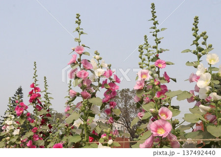 Hollyhocks or Alcea flower plant on farm for harvest Hollyhocks or Alcea flower plant on farm for harvest 137492440