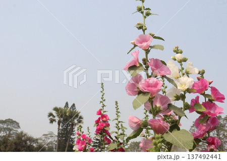 Hollyhocks or Alcea flower plant on farm for harvest Hollyhocks or Alcea flower plant on farm for harvest 137492441