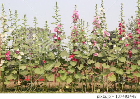 Hollyhocks or Alcea flower plant on farm for harvest 137492448