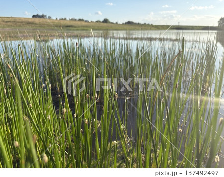Spring landscape of a sunlit pond with young sedge in the sun's rays 137492497
