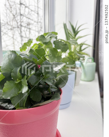 a row of flowers in pots on the windowsill of a house. A pink pot with a green flower a row of flowers in pots on the windowsill of a house. A pink pot with a green flower 137492502