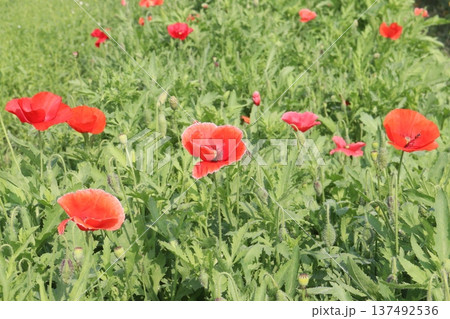 Papaver rhoeas or Common poppy flowers on farm for harvest 137492536