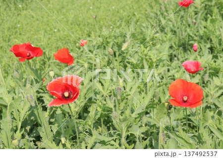 Papaver rhoeas or Common poppy flowers on farm for harvest Papaver rhoeas or Common poppy flowers on farm for harvest 137492537