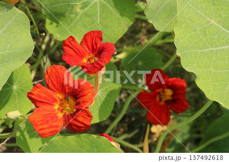 Garden Nasturtium flower plant on nursery Garden Nasturtium flower plant on nursery 137492618
