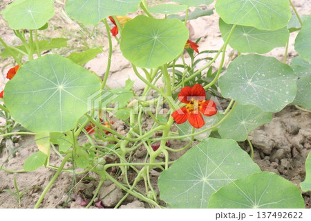 Garden Nasturtium flower plant on nursery Garden Nasturtium flower plant on nursery 137492622