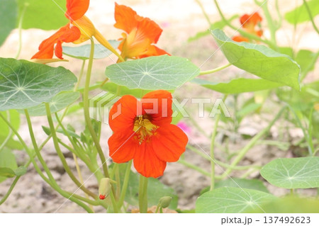 Garden Nasturtium flower plant on nursery Garden Nasturtium flower plant on nursery 137492623