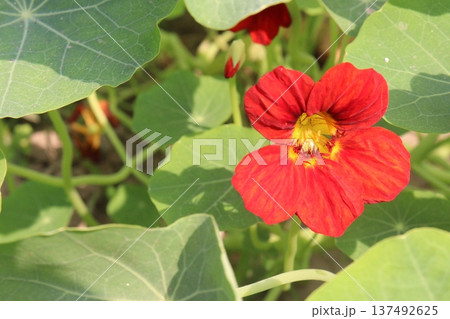 Garden Nasturtium flower plant on nursery 137492625