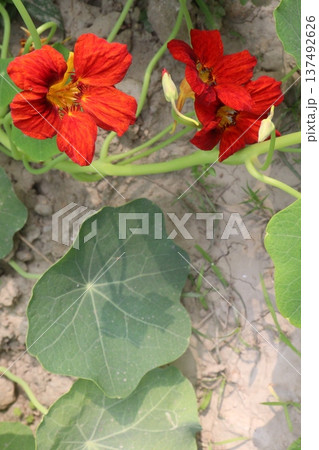 Garden Nasturtium flower plant on nursery 137492626