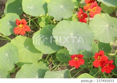 Garden Nasturtium flower plant on nursery 137492633