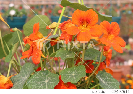 Garden Nasturtium flower plant on nursery Garden Nasturtium flower plant on nursery 137492636