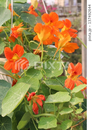 Garden Nasturtium flower plant on nursery 137492644