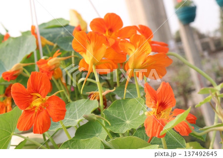 Garden Nasturtium flower plant on nursery 137492645