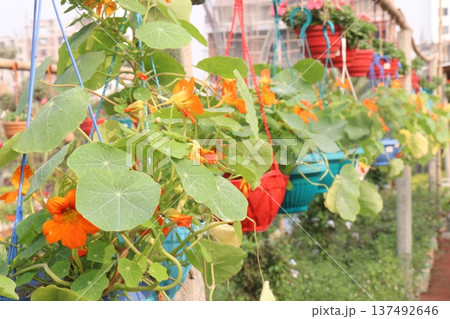 Garden Nasturtium flower plant on nursery 137492646