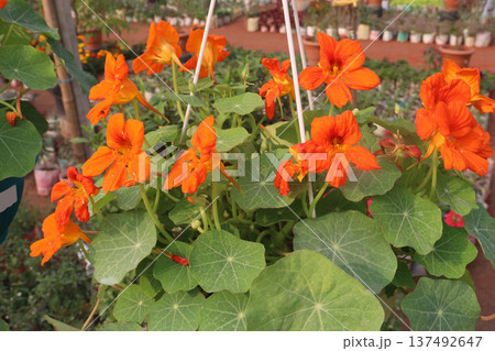 Garden Nasturtium flower plant on nursery 137492647