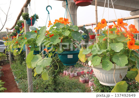 Garden Nasturtium flower plant on nursery 137492649
