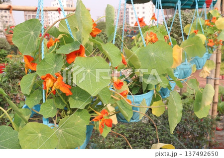 Garden Nasturtium flower plant on nursery 137492650